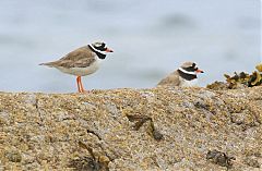 Common Ringed Plover